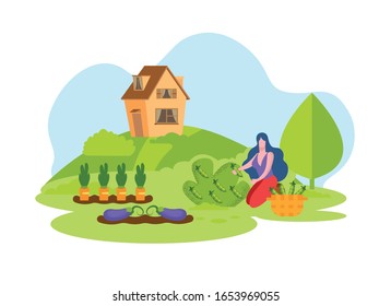 Woman Picking Fresh Vegetables Harvest Basket. Eggplant Carrots and Peas in Vegetable Garden. Grow Organic Vegetables. Vector Illustration. Natural Products. Collect Peas in Basket for Vegetables.