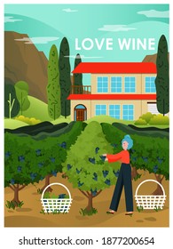 Mujer recogiendo uva en el viñedo al lado de la casa de campo. Paisaje vitivinícola e ilustración vectorial del concepto vitícola. Temporada de cosecha en bodega italiana