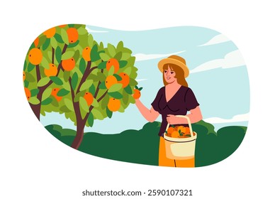 Woman picking oranges from a tree, flat style, on a light blue sky background. Concept of harvest. Vector illustration