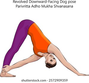 Woman practicing Parivritta Adho Mukha Shvanasana yoga pose. Revolved Downward Facing Dog pose. Intermediate Difficulty. Isolated vector illustration.