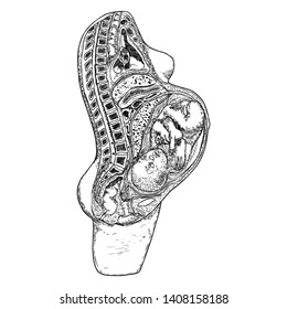 Woman and pregnancy diagram. Detailed female body organs anatomy and pregnancy period baby development drawing.  Vector.