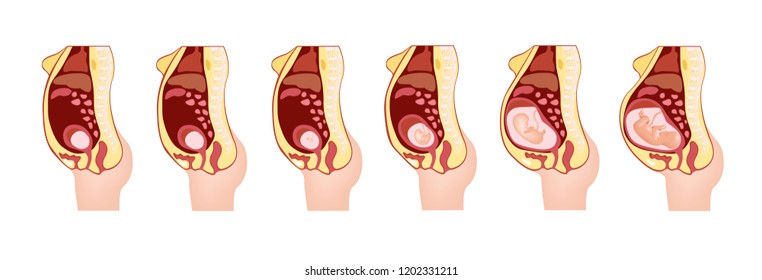 woman pregnant anatomy vector