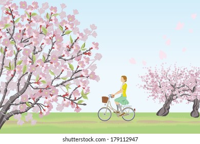 Woman riding bicycle in Row of cherry blossom trees