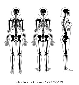 Skeleton Back View Images Stock Photos Vectors Shutterstock