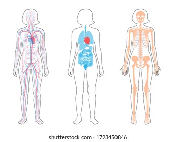 Woman Skeleton, Internal Organs, Circulatory System Anatomy. Anatomical Structure Of Human Body Front View. Vector Isolated Flat Illustration Of Skull, Bones, Blood Vessels In Body. Medical Banner.