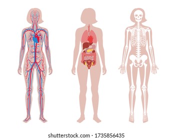 Woman skeleton, internal organs, circulatory system anatomy. Anatomical structure of human body front view. Vector isolated flat illustration of skull, bones, blood vessels in body. Medical banner.