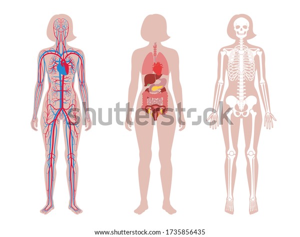 Woman Skeleton Internal Organs Circulatory System Stock Vector Royalty Free 1735856435