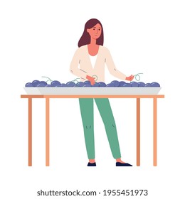 Woman sorting grape for wine making, flat vector illustration isolated on white.