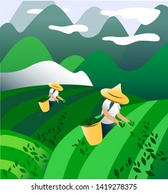 A woman in traditional clothes collects green tea leaves on a tea plantation, fields. Tea Picker. vector illustration line sketch