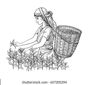 A woman in traditional clothes collects tea leaves on a a tea plantation, fields. Tea Picker. Hand-drawn vector illustration line sketch