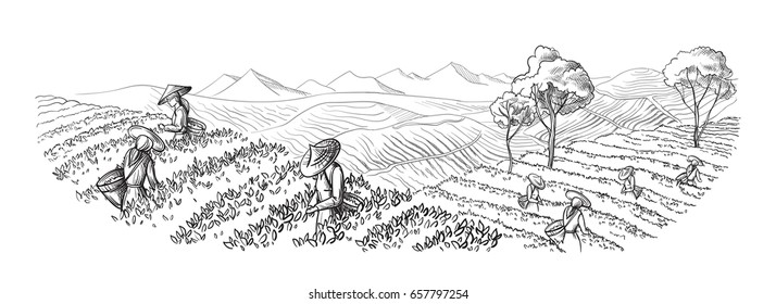 A woman in traditional clothes collects tea leaves on a a tea plantation, fields. Tea Picker. Hand-drawn vector illustration line sketch