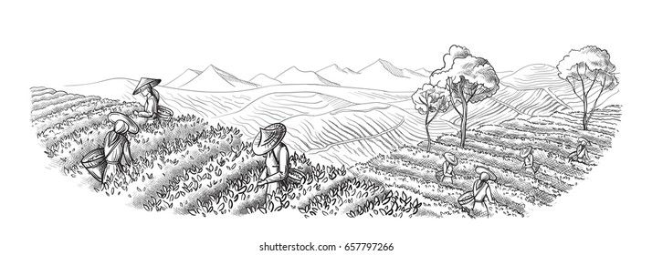 A woman in traditional clothes collects tea leaves on a a tea plantation, fields. Tea Picker. Hand-drawn vector illustration line sketch