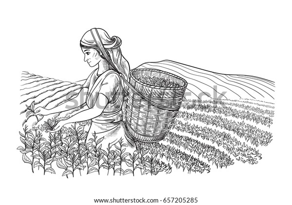 伝統的な服を着た女性が茶畑の茶葉を集める 茶摘み 手描きのベクトルイラストラインスケッチ のベクター画像素材 ロイヤリティフリー