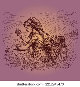 Mujer con ropa tradicional recogiendo hojas de té en una plantación de té, campos. Tea Picker. Ilustración de vector de dibujo de línea