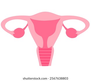 Woman uterus and ovary icon, organs location, human anatomy scheme, cervix, fallopian tube, female reproductive system.