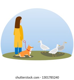 A woman walking dog. Happy cute dog. Welsh Corgi. Puppy sits and looks at wild ducks . Flat vector illustration.