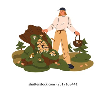 Woman walking in fall forest, finding, collecting mushrooms. Discovering fungi cluster on stump, picking fungus in wicker basket in autumn nature. Flat vector illustration isolated on white background