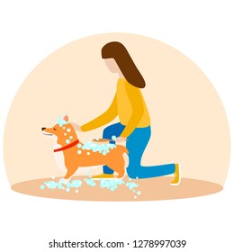 A woman washes her puppy Welsh Corgi. Dogs  in soap foam. Grooming concept puppy. Vector flat illustration