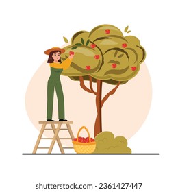 Woman wearing a green overall standing on the ladder and picking apples from the tree. Basket filled with apples. Agriculture, farm, gardening illustration
