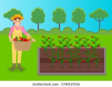 Woman wearing hat and uniform growing tomatoes. Concept of agricultural occupation. Happy woman farmer holding basket full of vegetables, fresh crop. Agriculturer growing eco food at garden beds