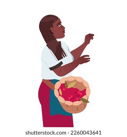 Woman with Wicker Basket Harvesting Coffee Crop Picking Ripe Red Berry Vector Illustration