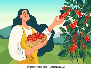 Woman worker character harvest coffee bean. Coffee plantation production concept. Vector flat cartoon design illustration