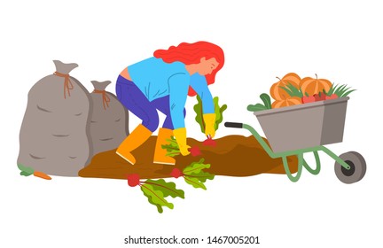 Woman working on field with beetroots vector, farmer harvesting. Bags with harvested and gathered products. Carriage with pumpkins cart with goods. Flat cartoon