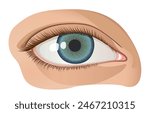 A Woman's Blue Eye, Clear and Healthy, realistic vector image isolated on white background, eps
