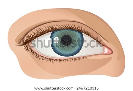 A Woman's Blue Eye, Clear and Healthy, realistic vector image isolated on white background, eps