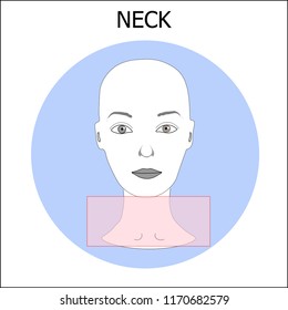 Woman's face scheme with detalization part of face