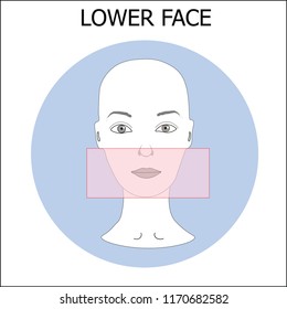 Woman's face scheme with detalization part of face