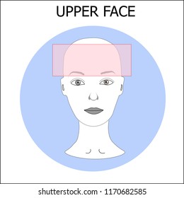 Woman's face scheme with detalization part of face