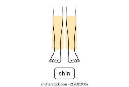 Woman's hair removal Illustration by part, below the knee