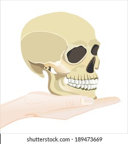 Woman's hand holding object-Human skull isolated on white background.
