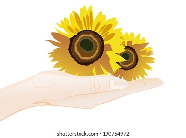 Woman's hand holding object-sunflower isolated on white background.