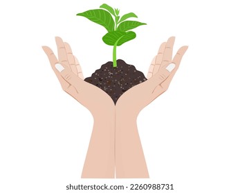 Woman's hand holding a tree on a white background.