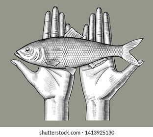 Woman's hands couple holding a herring fish on her palms. Vintage engraving stylized drawing. Vector illustration