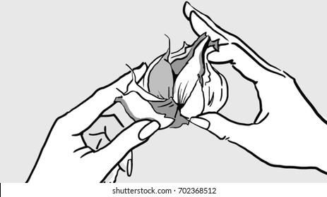 Woman's hands are dividing garlic into cloves black and white vector sketch, simple drawing isolated at grey background