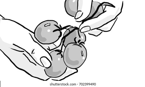 Woman's hands holding a sprig of cherry tomatoes black and white vector sketch, simple drawing