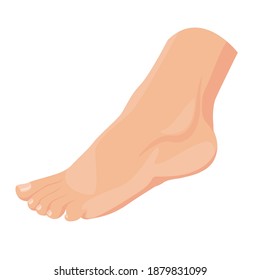 Illustration Human Ankle Isolated On White Stock Vector (Royalty Free ...