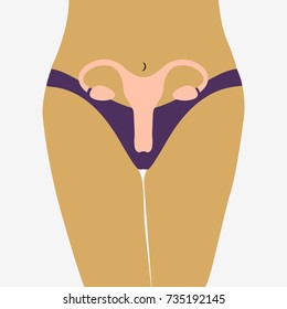 Womb. Female reproductive system anatomy. Flat vector illustration