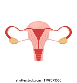 Vector de útero aislado. Órgano interno, anatomía humana. Sistema reproductivo femenino, ilustración médica. Órgano femenino saludable.