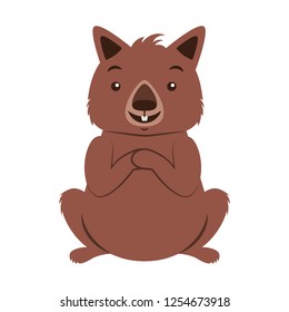 wombat australian fauna on white  background