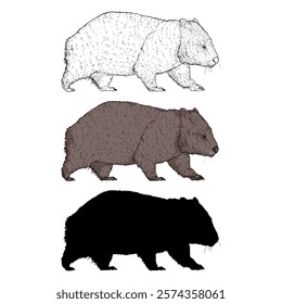 Wombat Different Styles Images. Set of Vector Illustrations. Sketch, Cartoon and Silhouette Variations