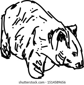 Wombat drawing, illustration, vector on white background.