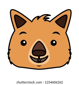 wombat face australian wildlife white background