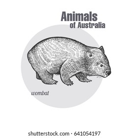 Wombat の画像 写真素材 ベクター画像 Shutterstock