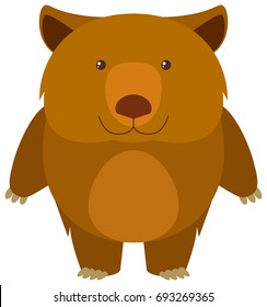 Wombat on white background illustration