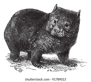 Wombat (Phascolomys ursinus) / vintage illustration from Meyers Konversations-Lexikon 1897