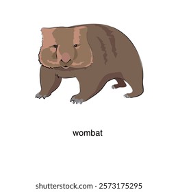 wombat Vector illustration on a white background
